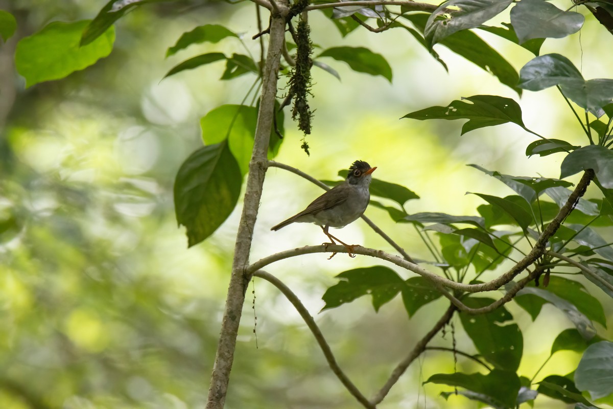 Black-headed Nightingale-Thrush - ML622792618