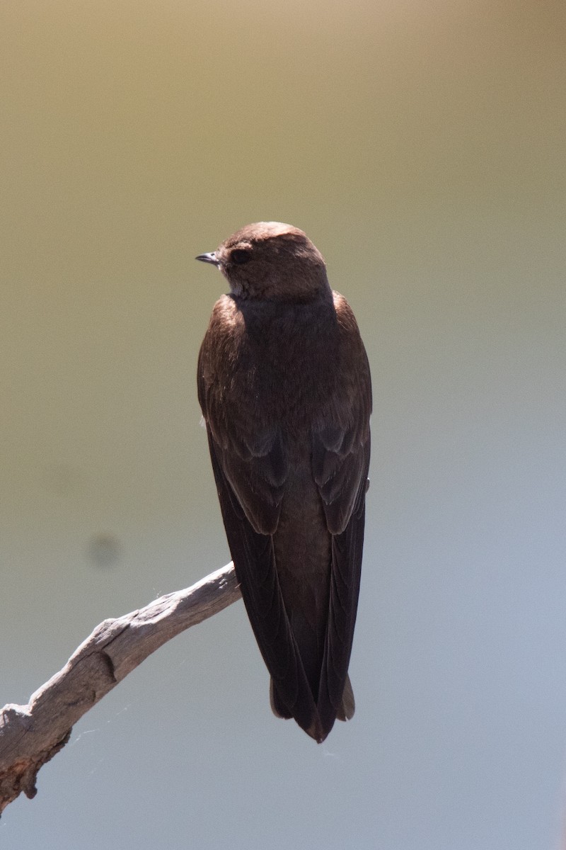 Northern Rough-winged Swallow - ML622792619