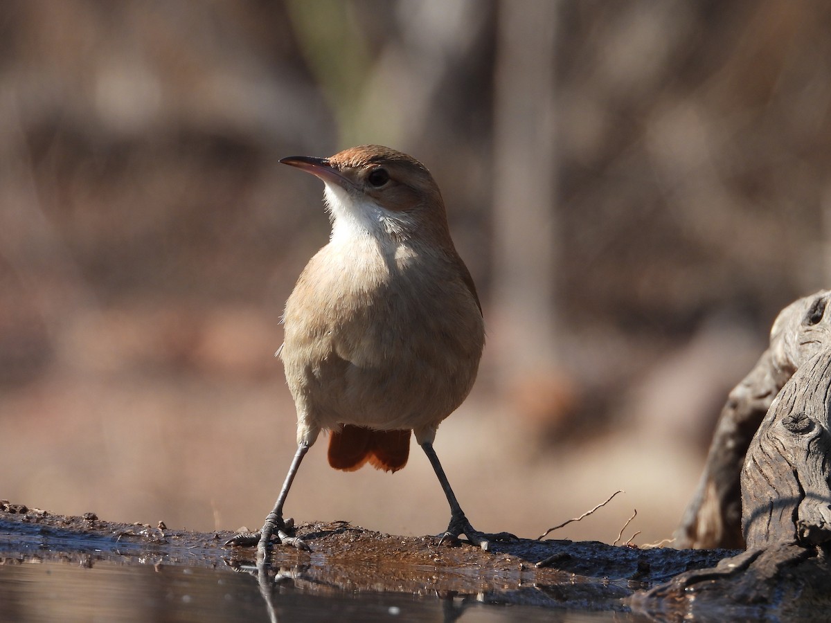 Rufous Hornero - ML622792636