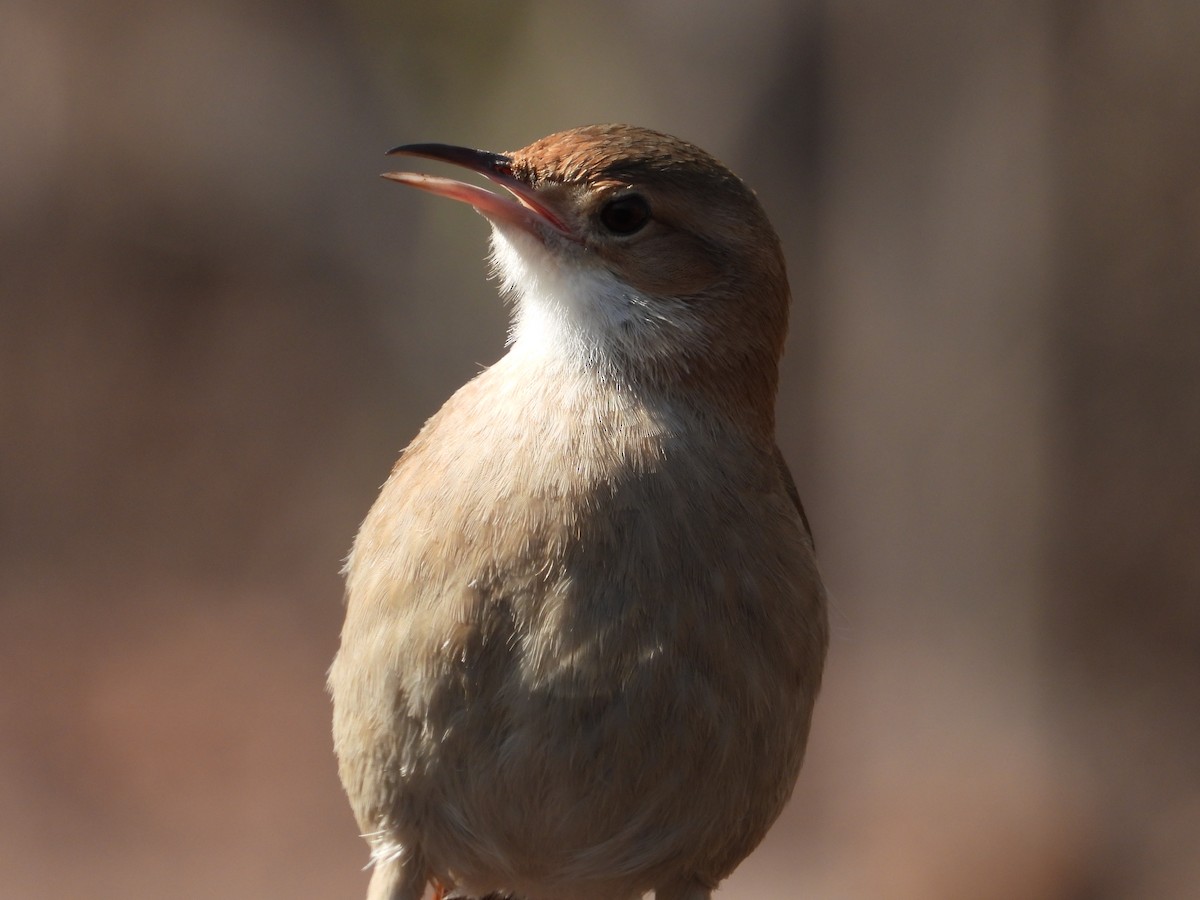 Rufous Hornero - ML622792637