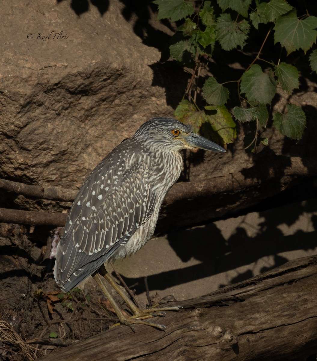 Yellow-crowned Night Heron (Yellow-crowned) - ML622792676