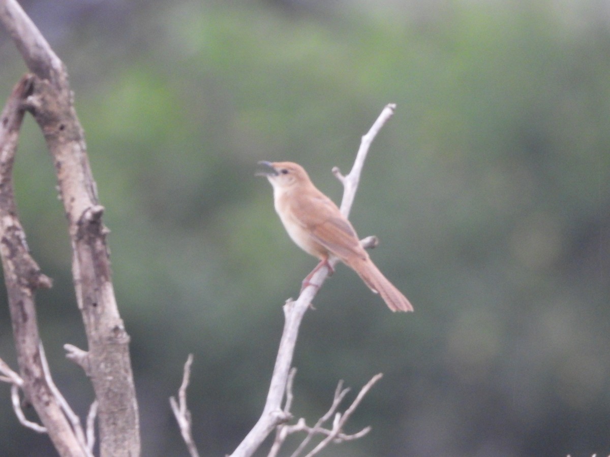 Broad-tailed Grassbird - Sannidhya De