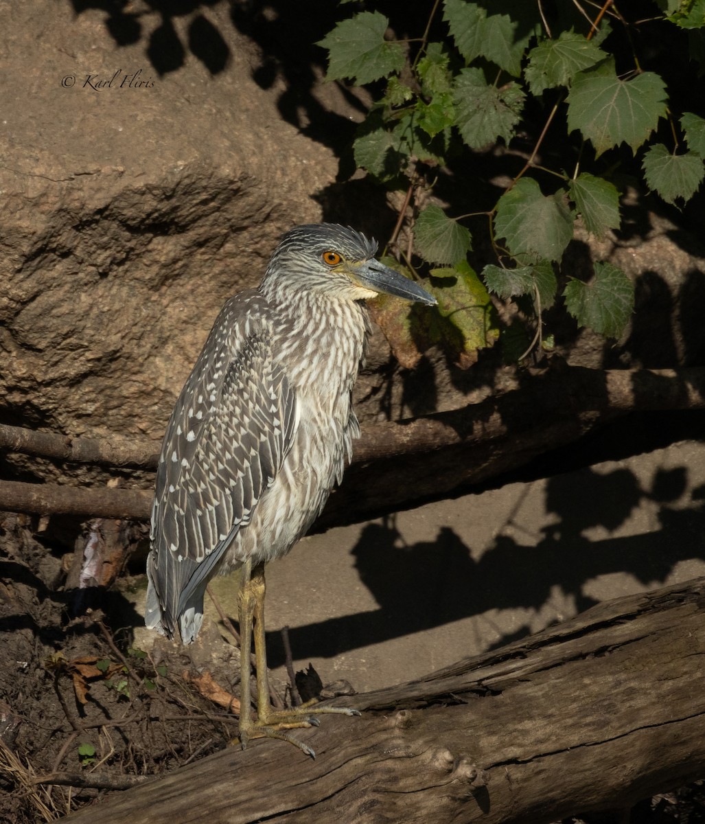 Yellow-crowned Night Heron (Yellow-crowned) - ML622792681