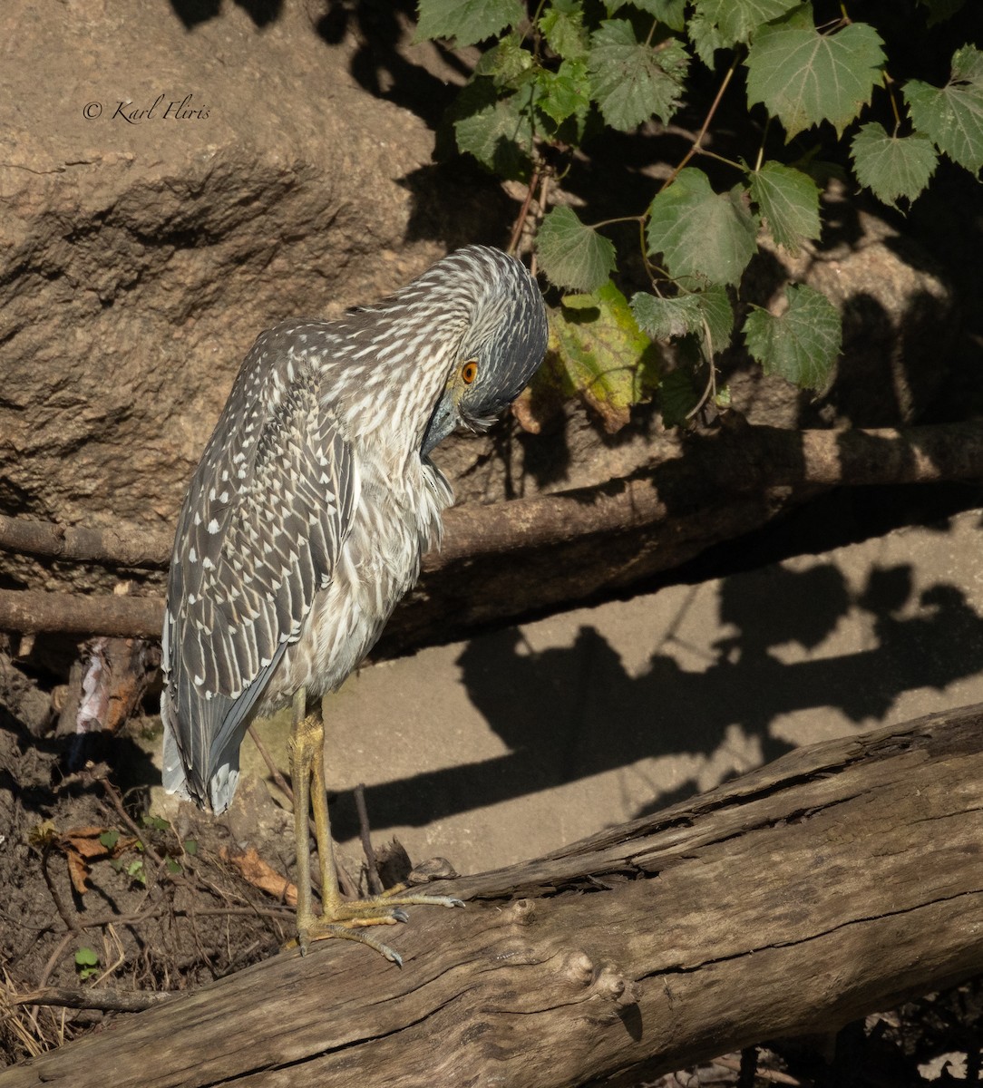 Yellow-crowned Night Heron (Yellow-crowned) - ML622792683