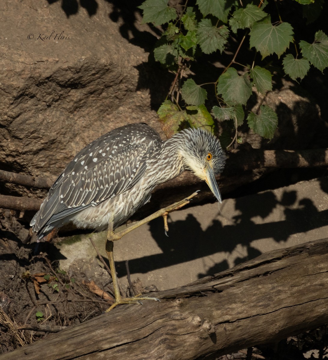 Yellow-crowned Night Heron (Yellow-crowned) - ML622792688