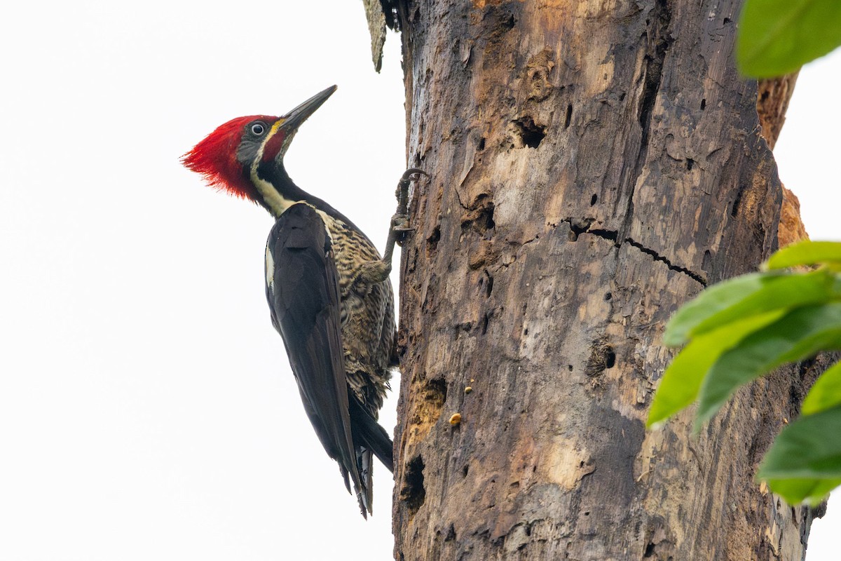 Lineated Woodpecker - Doug Norwood