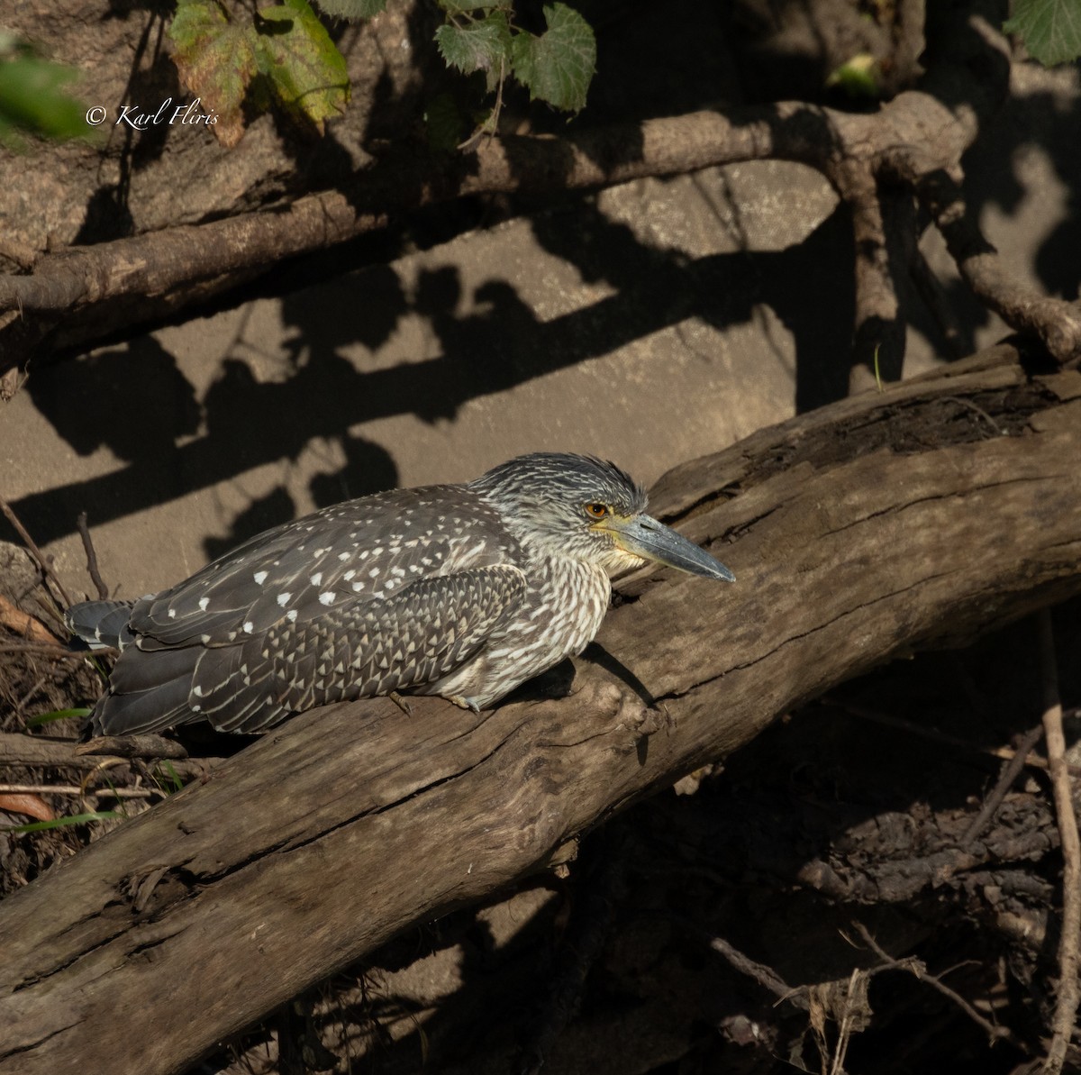 Yellow-crowned Night Heron (Yellow-crowned) - ML622792691