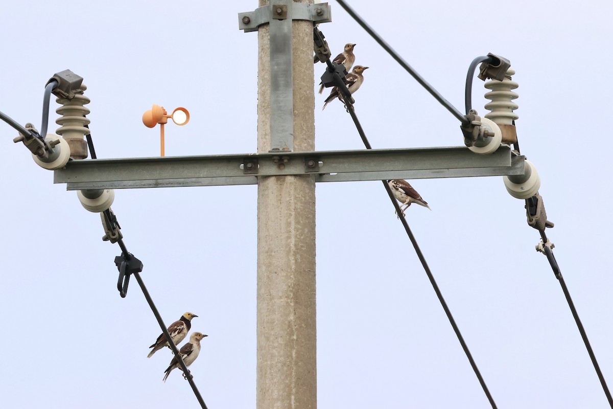 Black-collared Starling - ML622792692