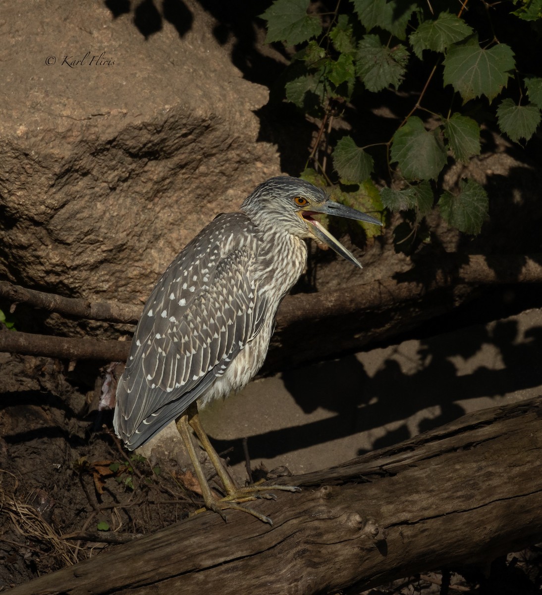 Yellow-crowned Night Heron (Yellow-crowned) - ML622792693