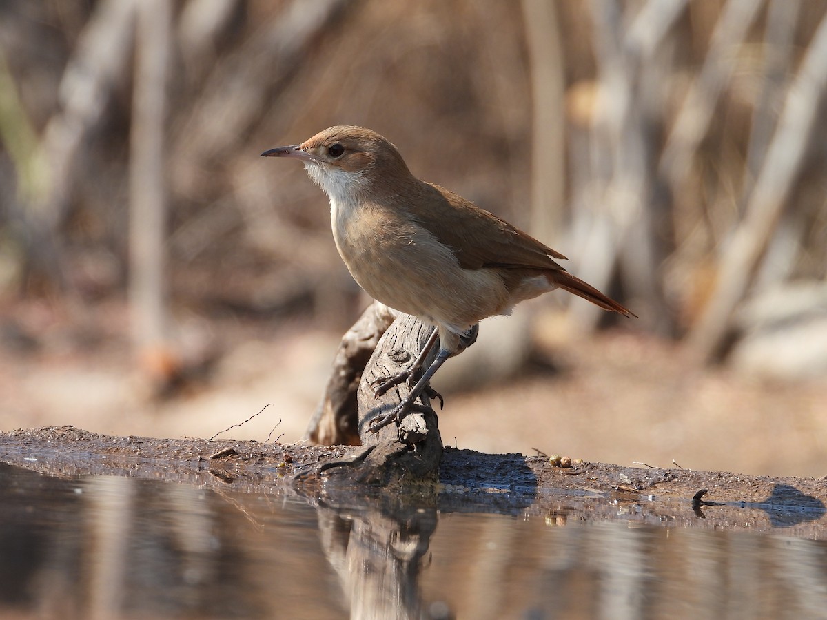 Rufous Hornero - ML622792694