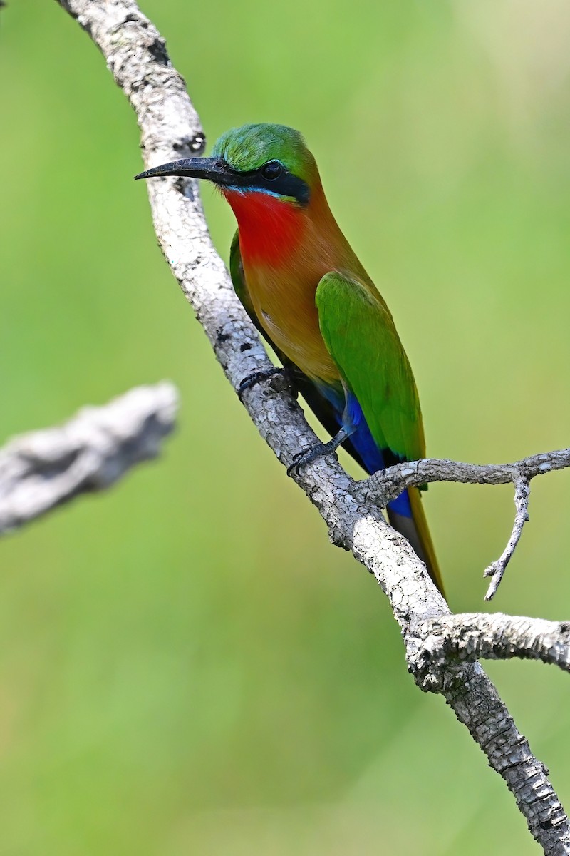 Red-throated Bee-eater - Eileen Gibney