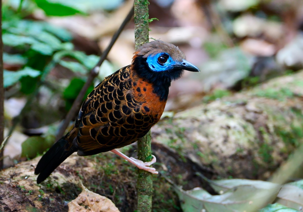 Ocellated Antbird - ML622792830