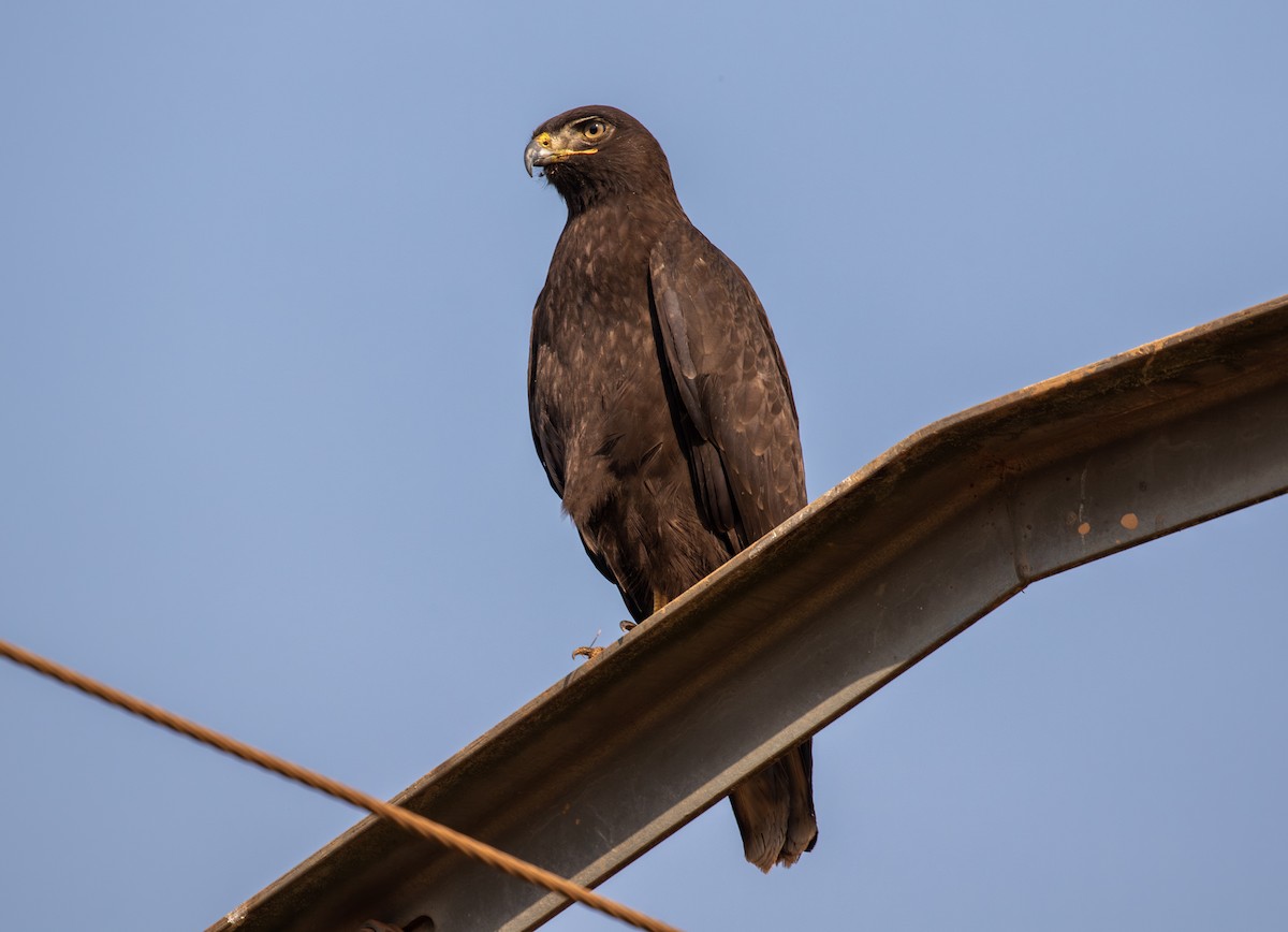 Wahlberg's Eagle - Sam Jones