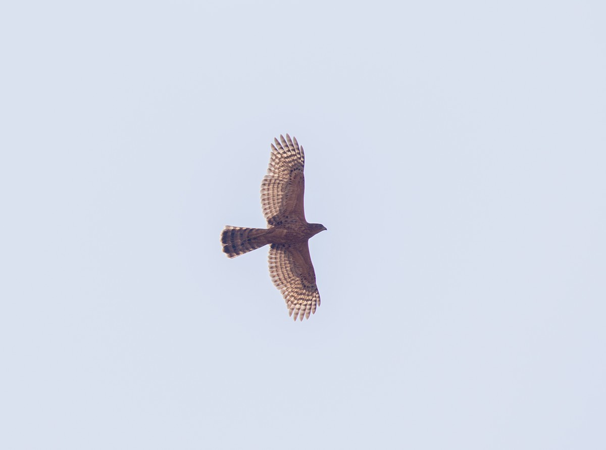 Black Goshawk - Sam Jones