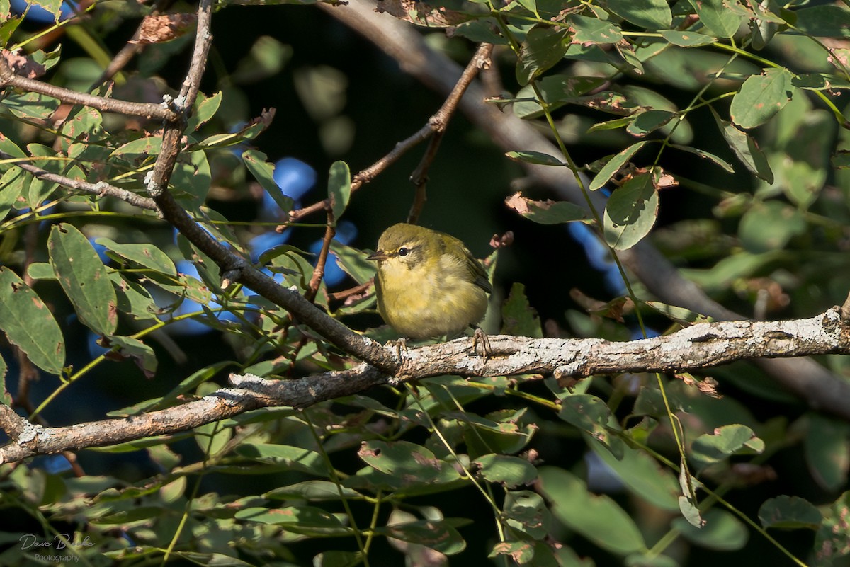 Tennessee Warbler - Dave Brooke