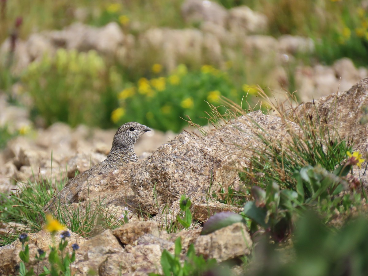 White-tailed Ptarmigan - ML622792880