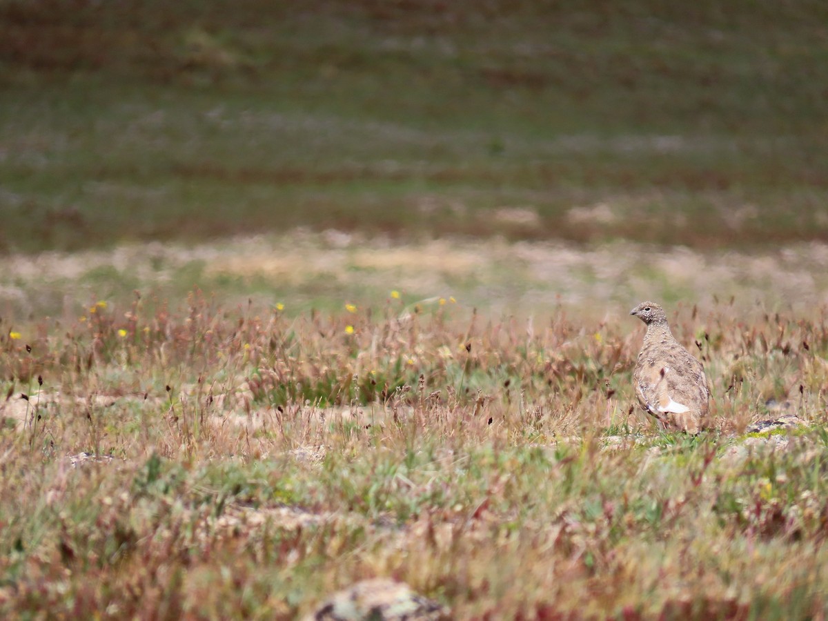 White-tailed Ptarmigan - ML622792881