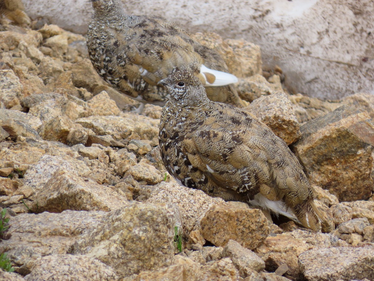 White-tailed Ptarmigan - ML622792883