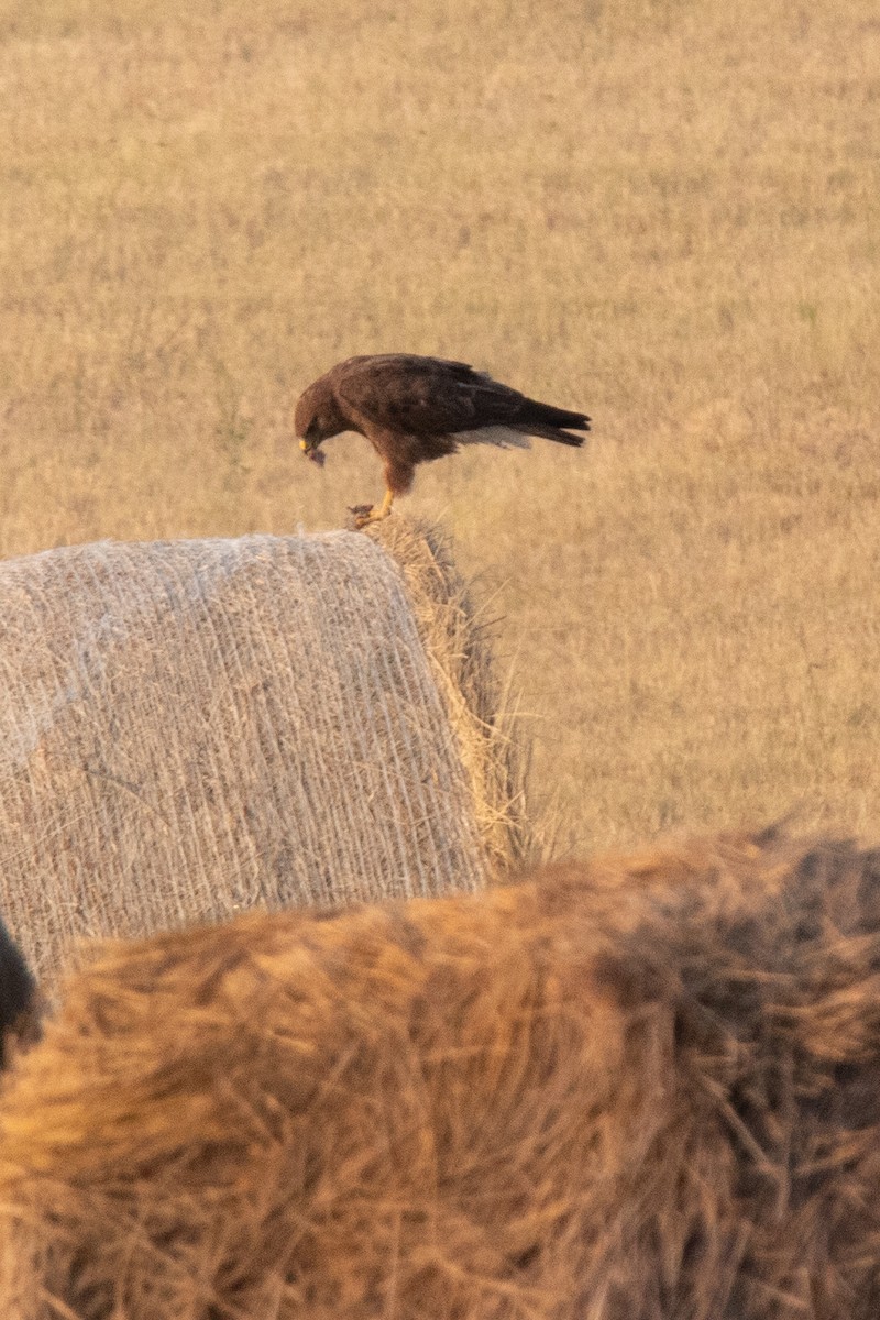 Swainson's Hawk - Rebecca Seago