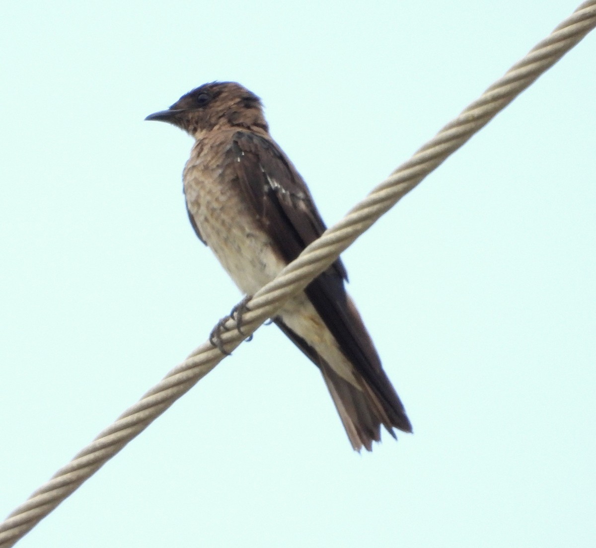 Gray-breasted Martin - ML622792909