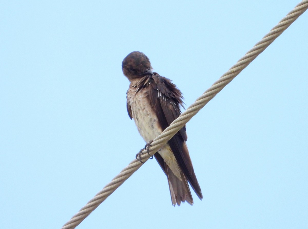 Gray-breasted Martin - ML622792910