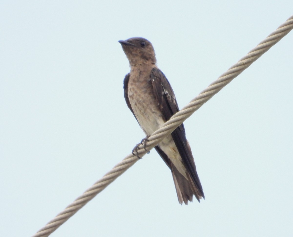 Gray-breasted Martin - ML622792924