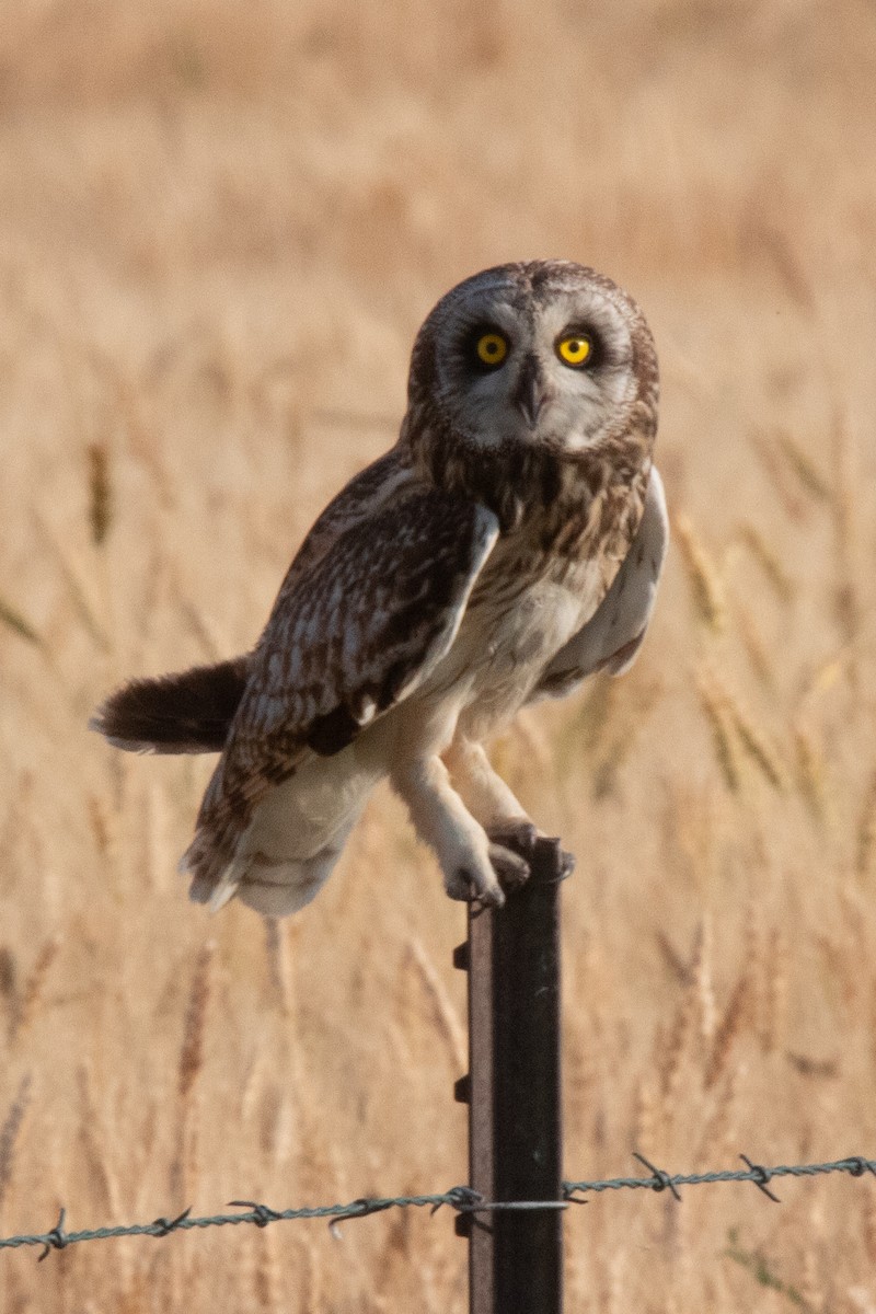 Short-eared Owl - ML622792926