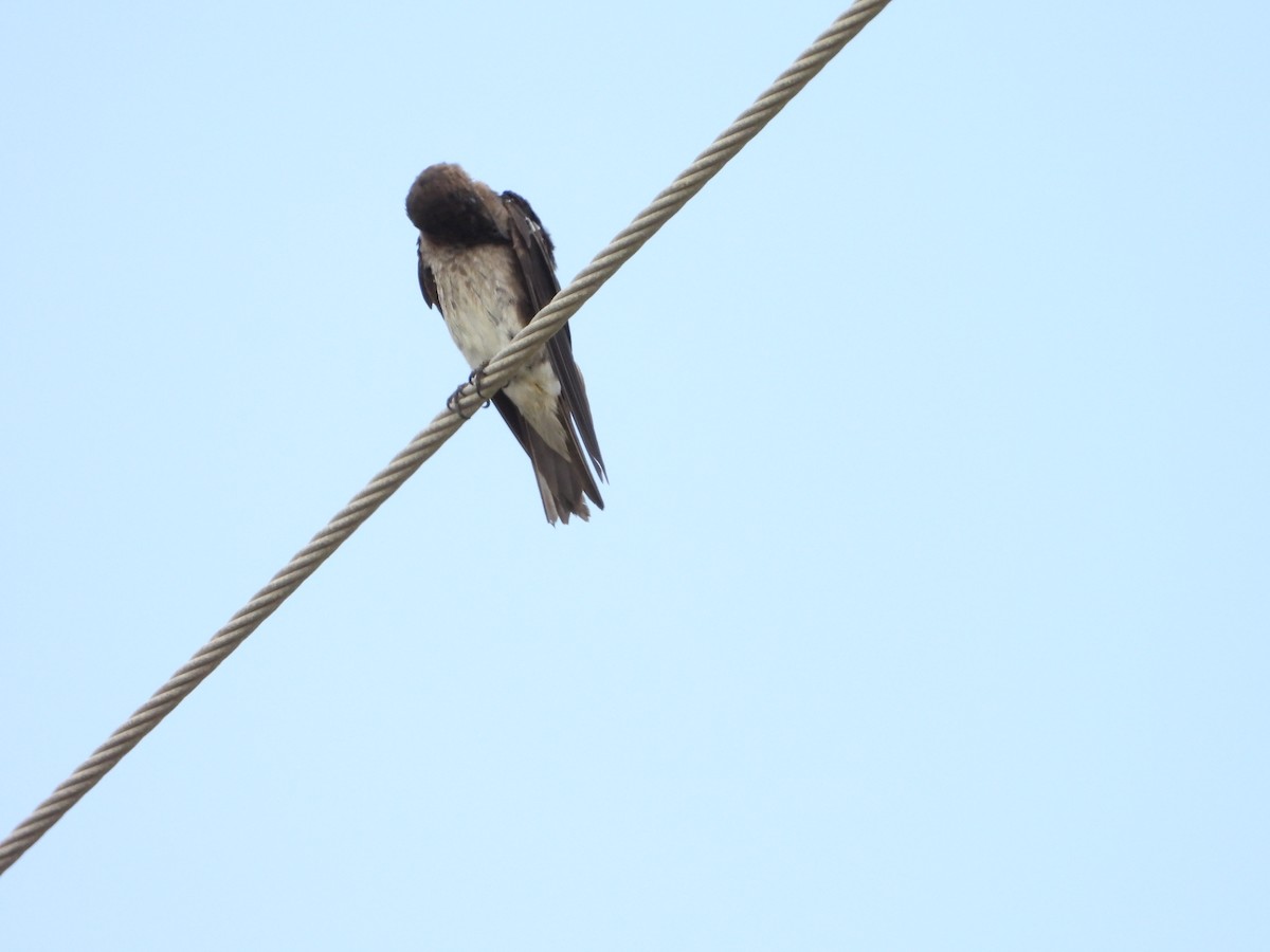 Gray-breasted Martin - ML622792934