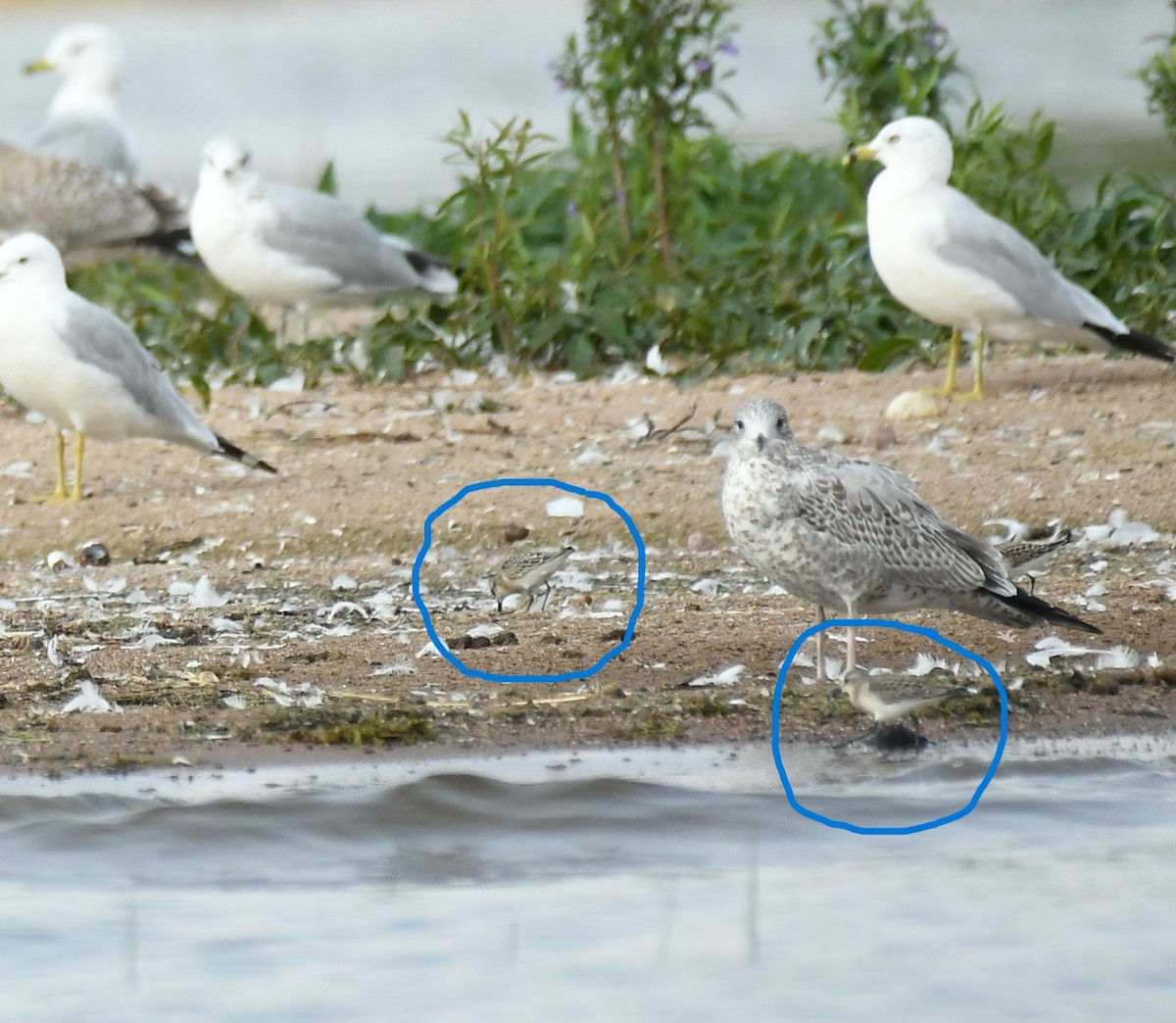 Semipalmated Sandpiper - Marcia Suchy