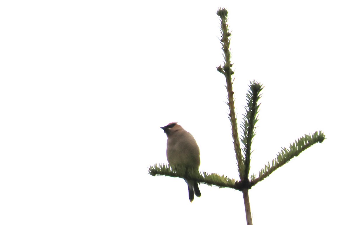 Cedar Waxwing - Walter Thorne