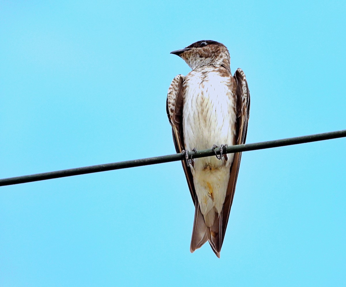 Gray-breasted Martin - ML622792967