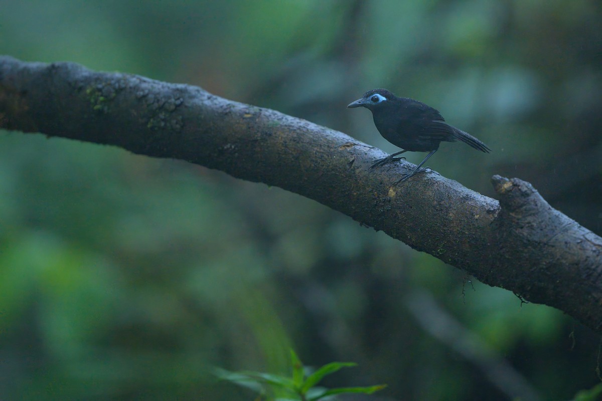 Zeledon's Antbird - Sean Crockett