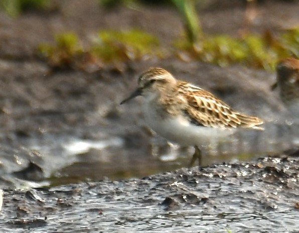 Baird's Sandpiper - Marcia Suchy