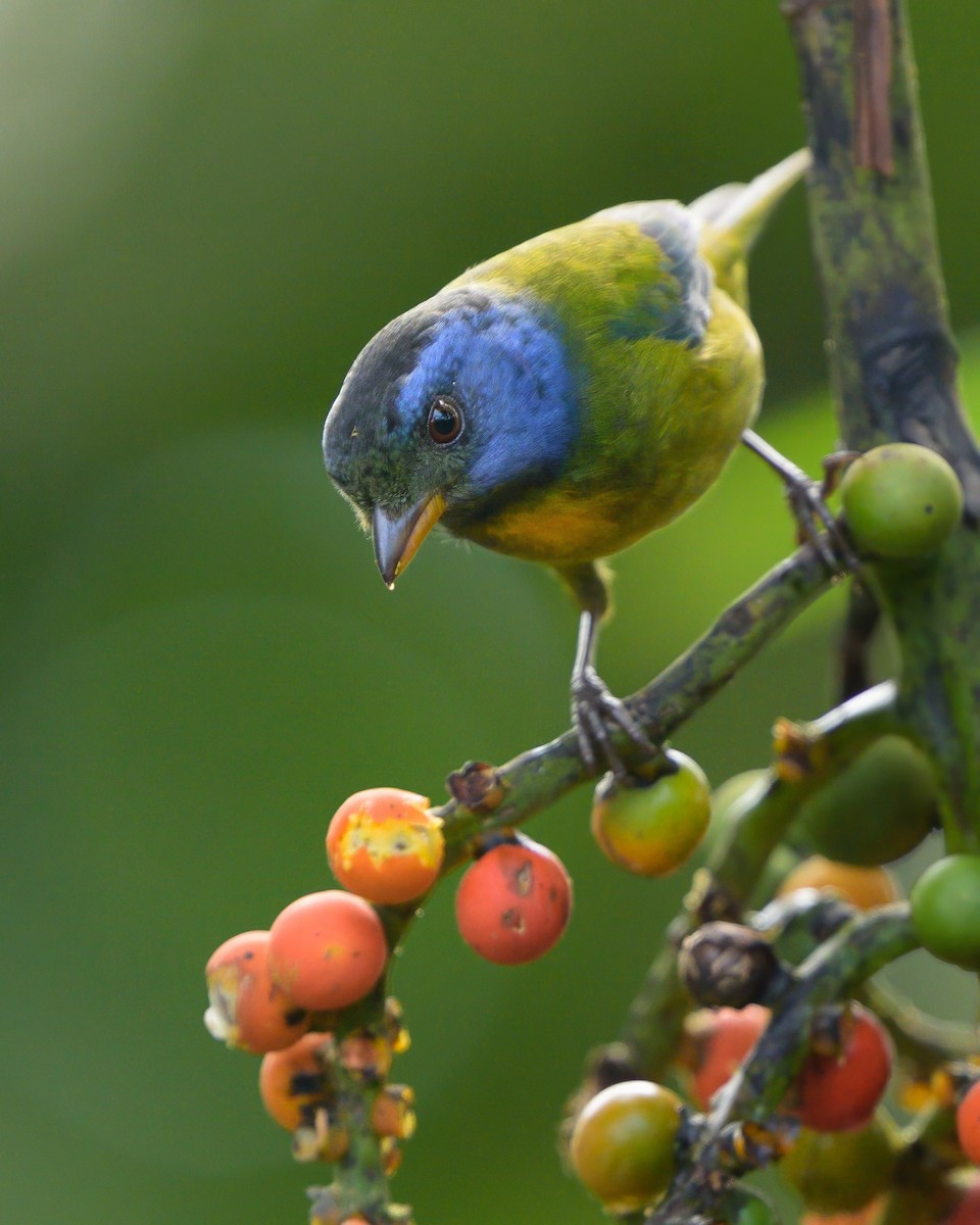 Moss-backed Tanager - Sean Crockett