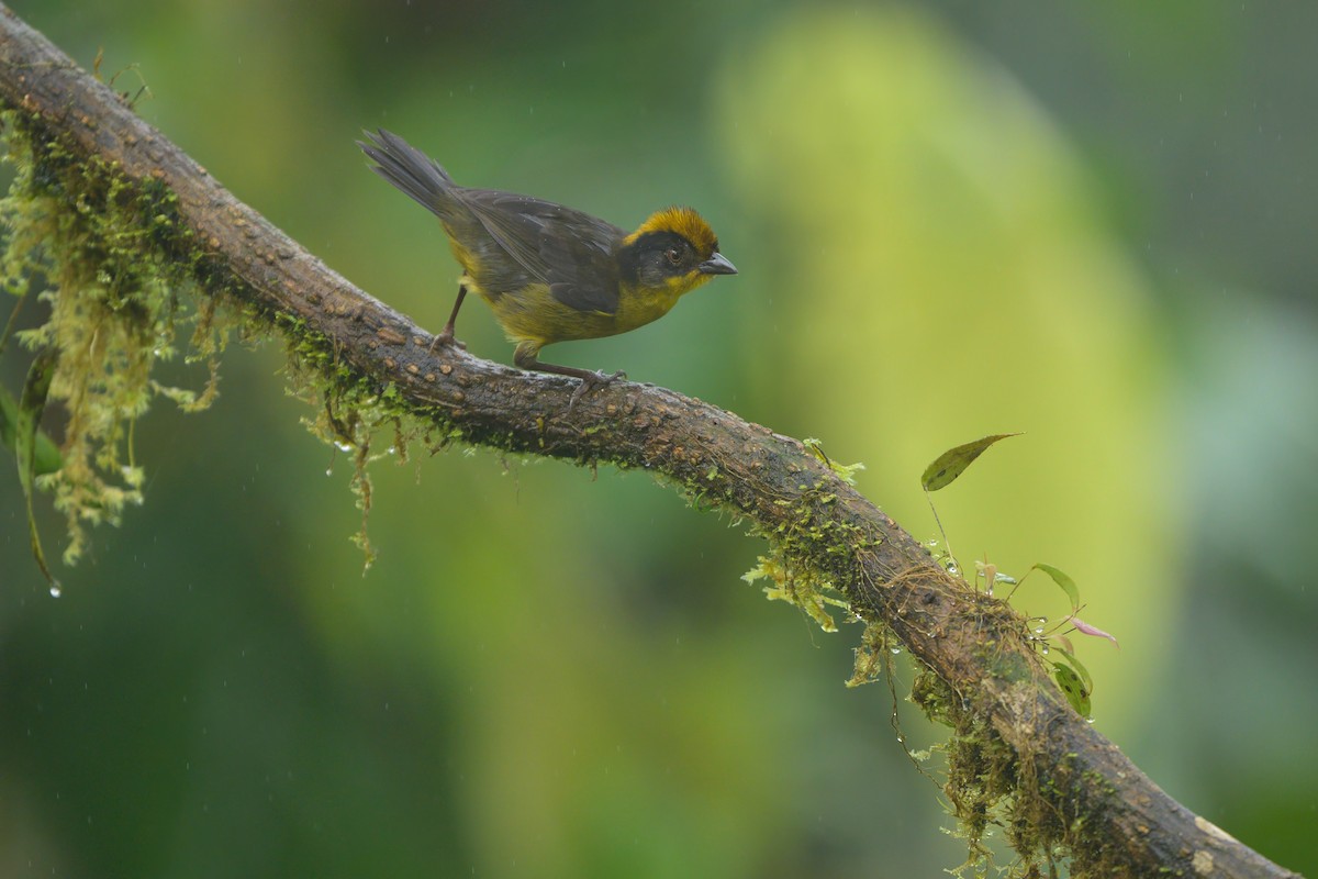 Tricolored Brushfinch - ML622793013