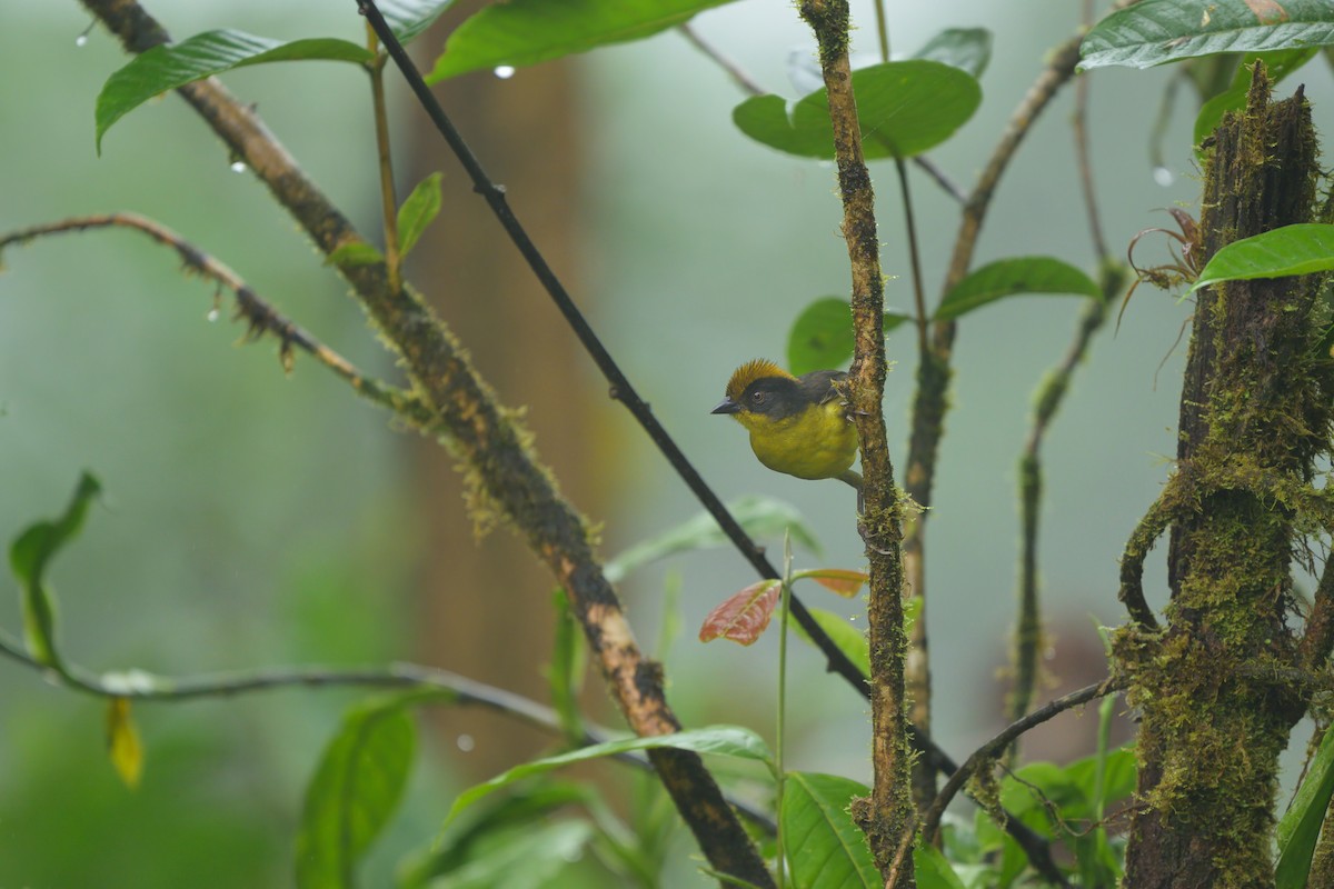 Tricolored Brushfinch - ML622793014