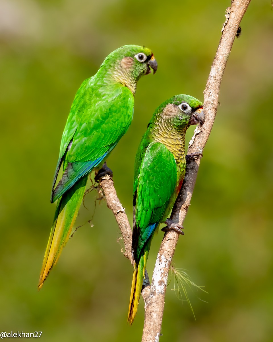 Maroon-bellied Parakeet - Eleuterio Ramirez