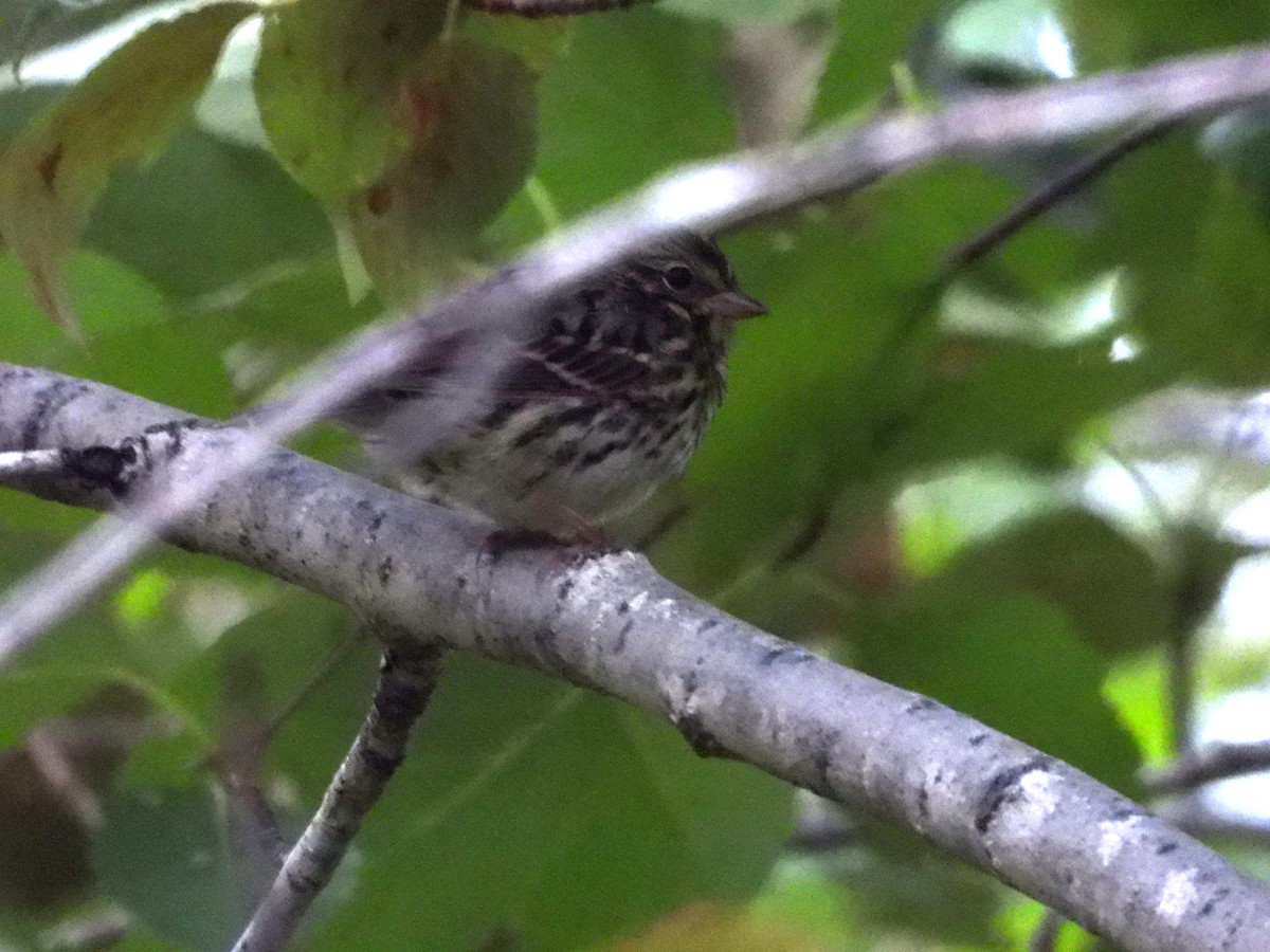 Song Sparrow - Denis Provencher COHL