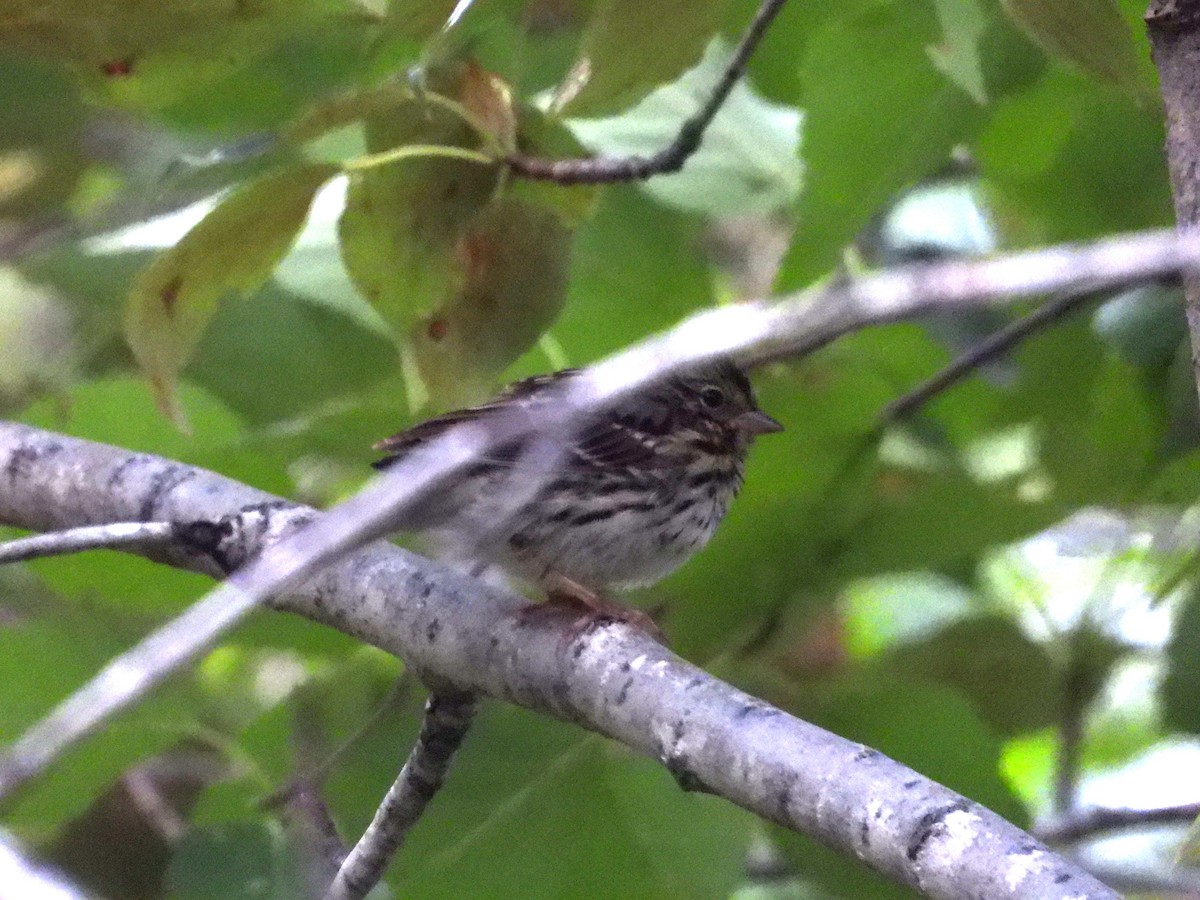 Song Sparrow - Denis Provencher COHL