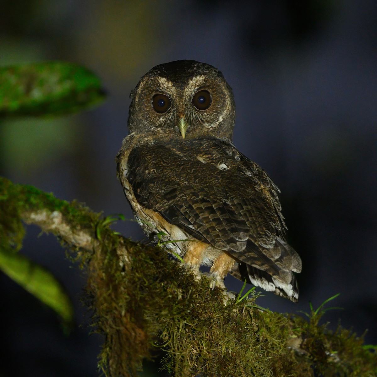 Mottled Owl - Sean Crockett