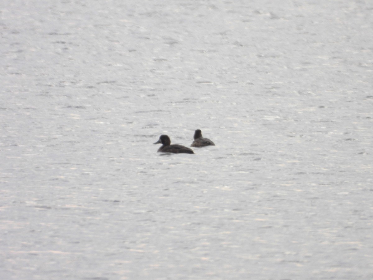 Lesser Scaup - Denis Provencher COHL