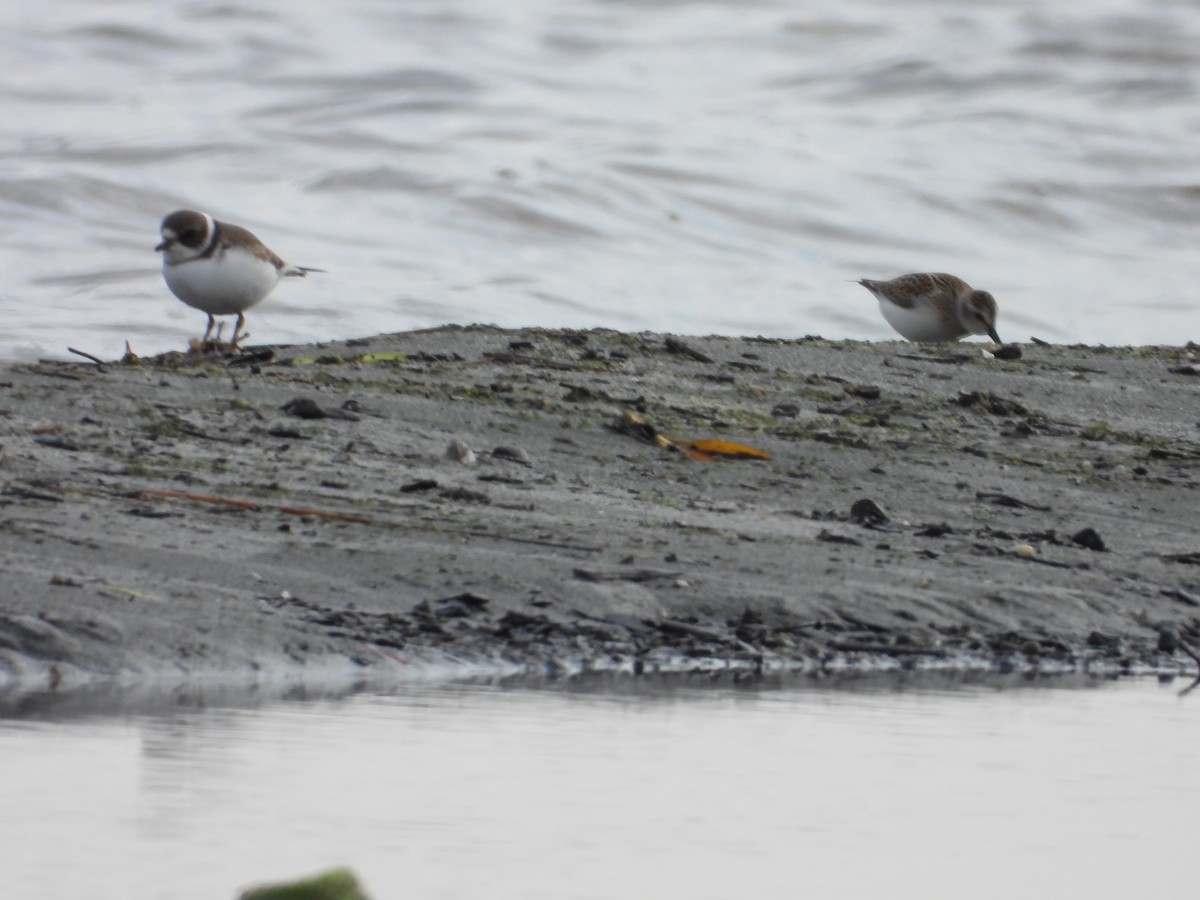 Semipalmated Plover - Denis Provencher COHL