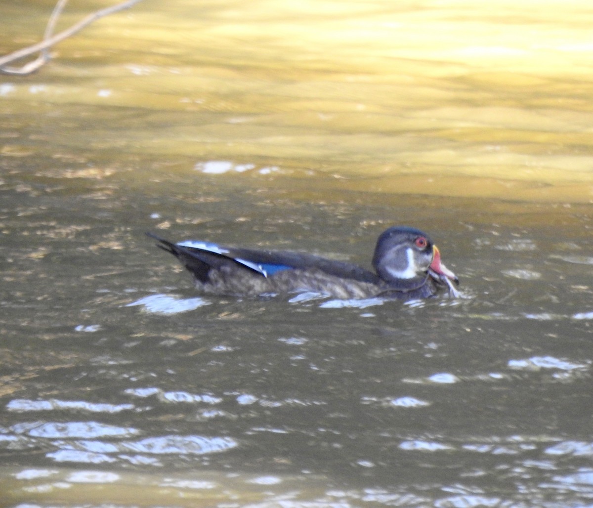 Wood Duck - Malia DeFelice