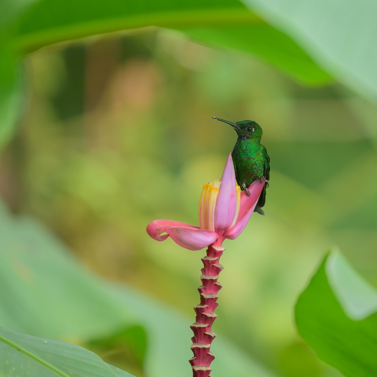 Green-crowned Brilliant - ML622793322