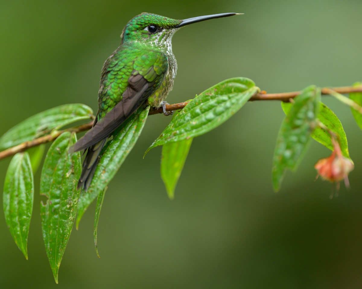 Green-crowned Brilliant - ML622793324