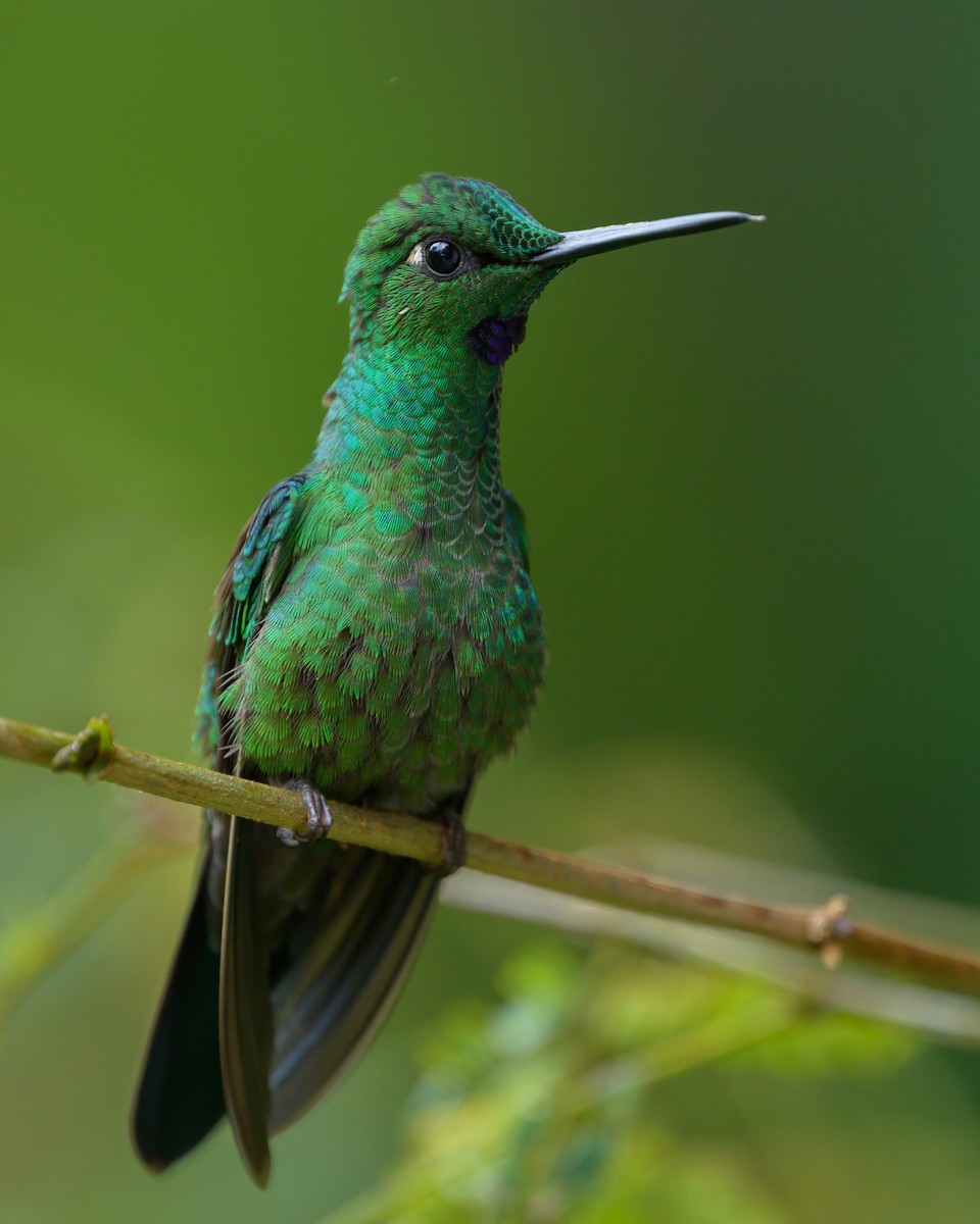 Green-crowned Brilliant - Sean Crockett