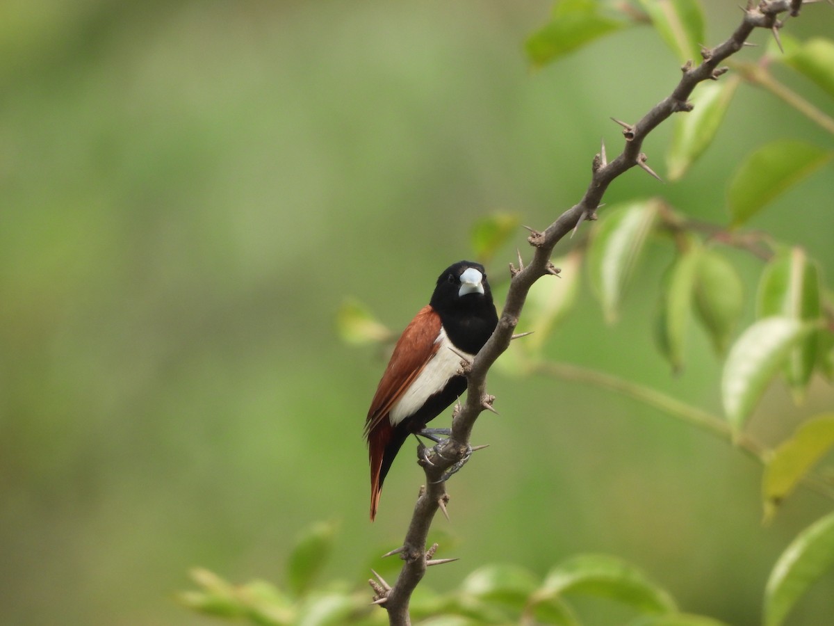 Tricolored Munia - Sannidhya De