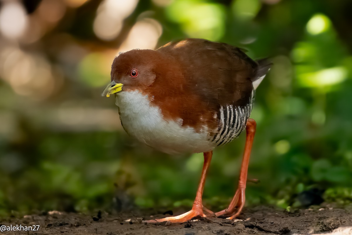 Red-and-white Crake - Eleuterio Ramirez