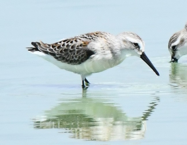 Western Sandpiper - ML622793364