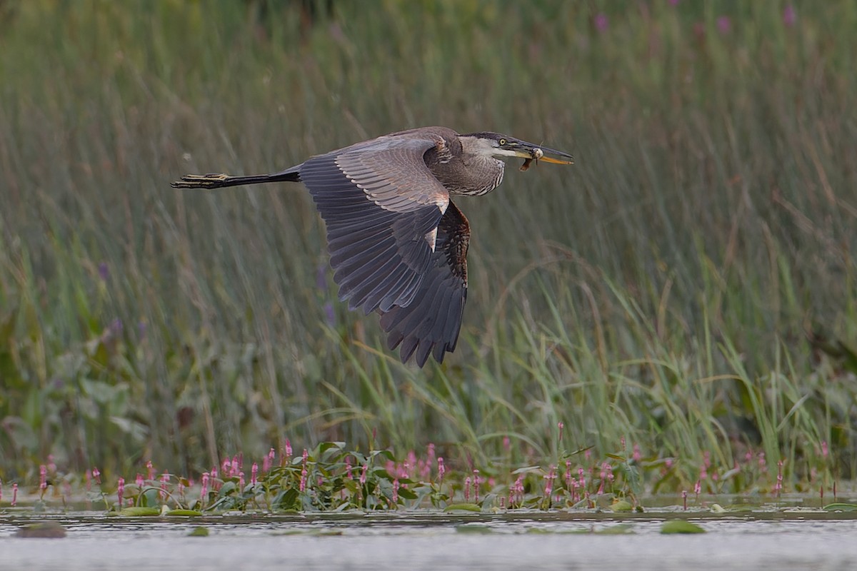 Great Blue Heron - Mario St-Gelais